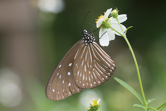 Euploea mulciber mulciber-4295 - Krabi - 22/11/23