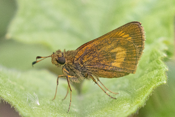 Corticea lysias-5699