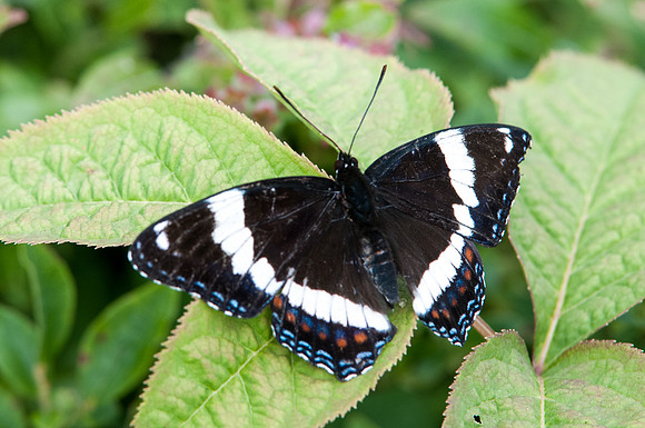 Butterfly Canada