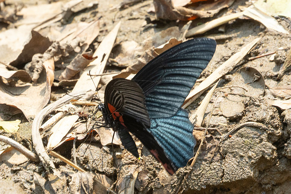 Papilio memnon agenor-1721 - Chiang Dao - 18/03/25