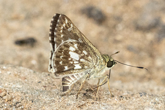 Halpe porus-2566 - Chiang Dao - 18/03/24