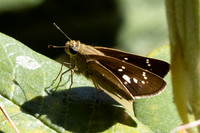 Pelopidas mathias-5109
