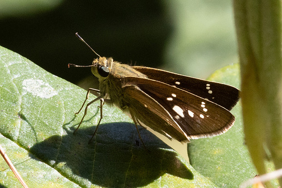 Pelopidas mathias-5109