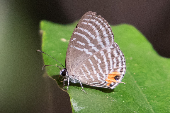 Jamides sp id--1045