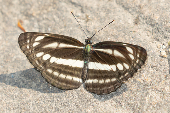 Neptis sp-3478- Doi Inthanon - 23/03/25