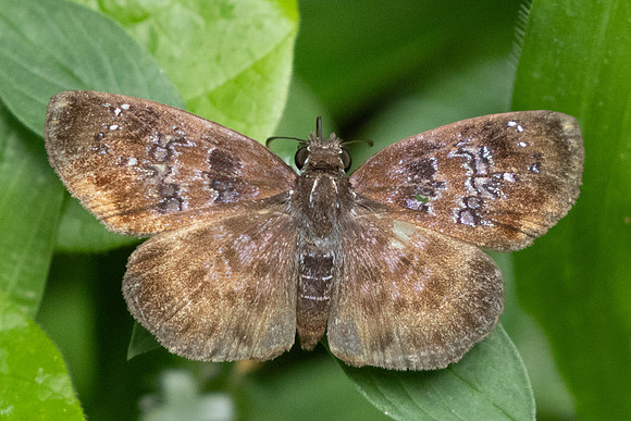 Sostrata bifasciata-9825- Bucaramanga - 5/06/24
