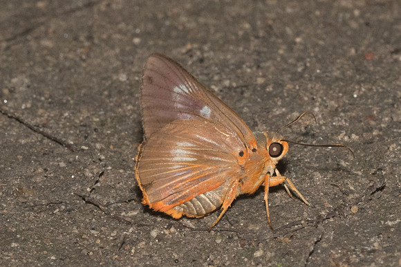 Burara jaina-0575 - Doi-Suthep - 13/11/23