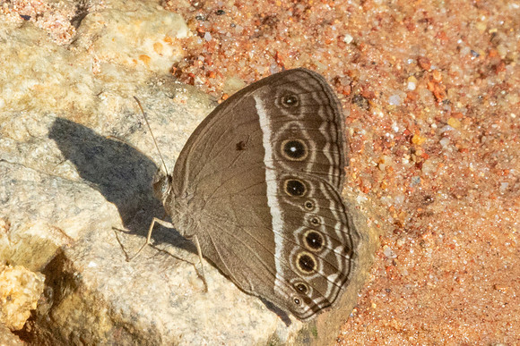 Mycalesis perseoides-9610 -  Gopeng - 13/03/25