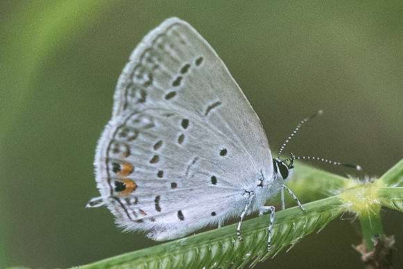 Cupido comyntas-2661