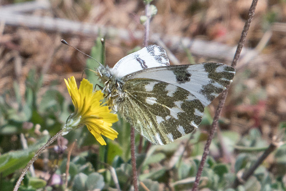 Pontia edusa-5469
