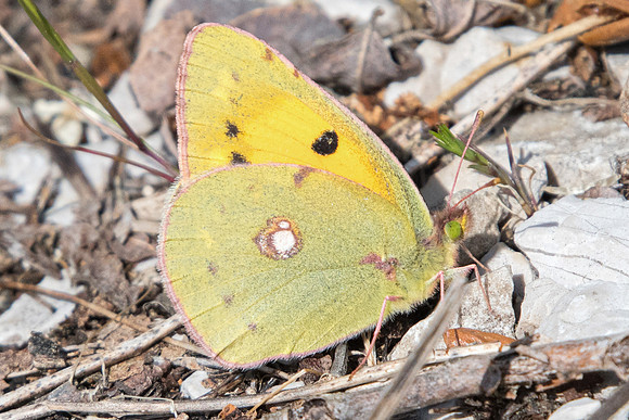 Colias crocea-2995 - Ponteves - 18/04/19
