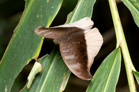 Tanaecia cocytus-2056