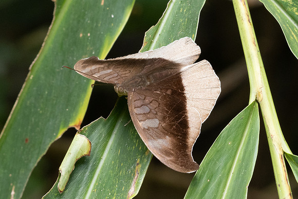 Tanaecia cocytus-2056