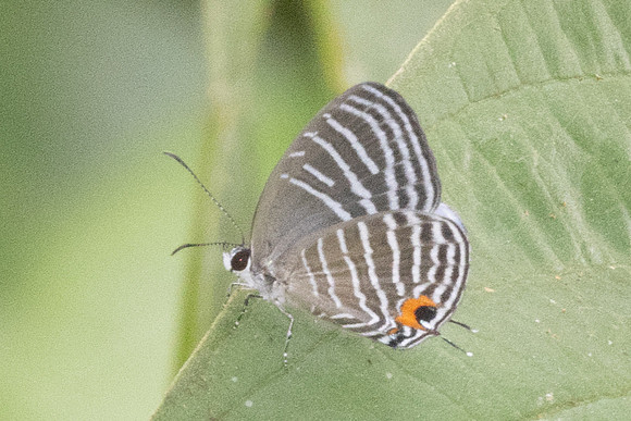 Jamides malaccanus-8663