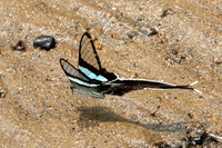 Lamproptera meges-1176 - Chiang Dao - 17/03/25