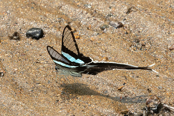 Lamproptera meges-1176 - Chiang Dao - 17/03/25