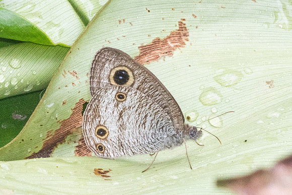 Ypthima pandocus-8670