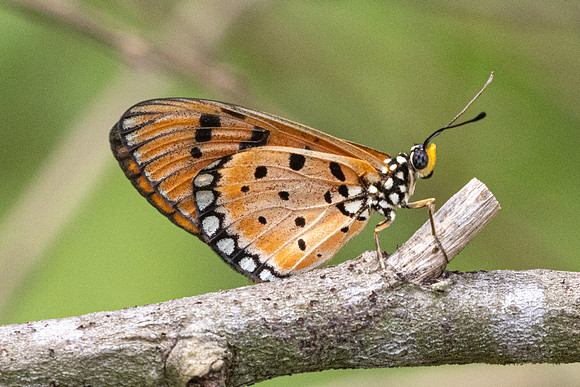 Acraea terpsicore-0789 - Sepang - 15/03/25