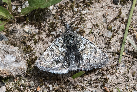 Metaxmeste phrygialis-4727
