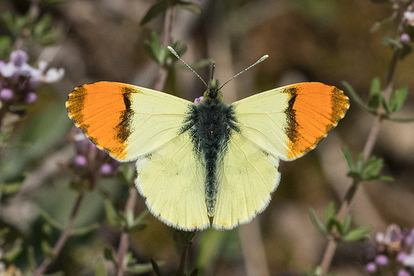 Anthocharis euphenoides ♂ -1640 - Belgentier - 18/04/21