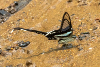 Lamproptera meges-1206 - Chiang Dao - 17/03/25
