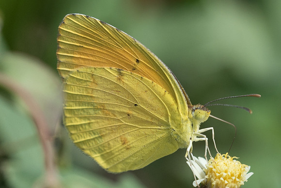 Eurema nicippe-5695
