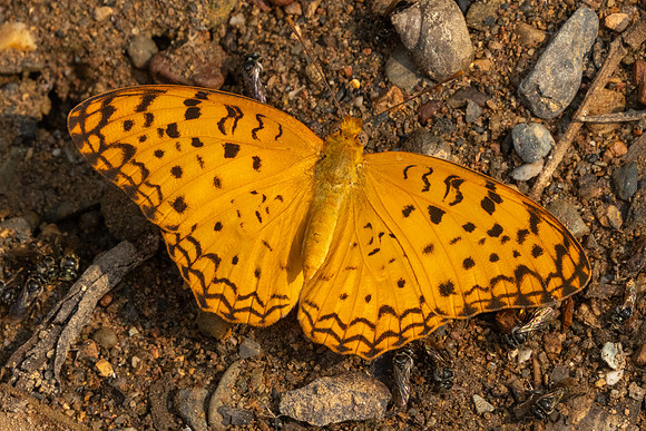 Phalanta phalantha-1505 - Chiang Dao - 18/03/25