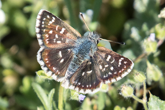 Spialia orbifer-8856