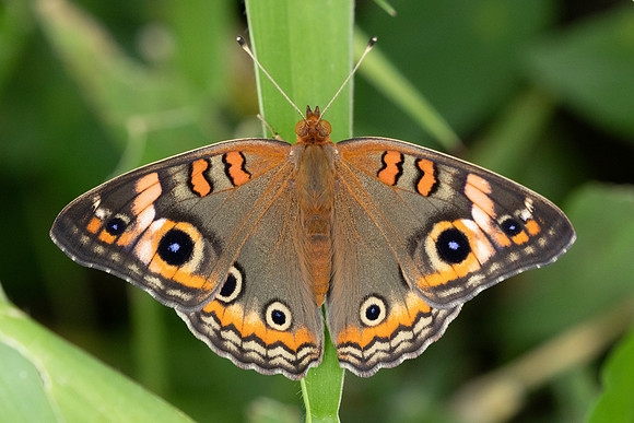 Junonia genoveva-0477