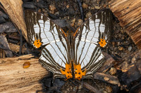 Cyrestis maenalis-8422 - Fraser's hill - 10/03/25