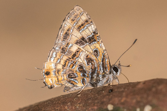 Catapaecilma subochrea-1306- Chiang Dao - 11/03/23