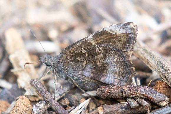 Cogia calchas-0697