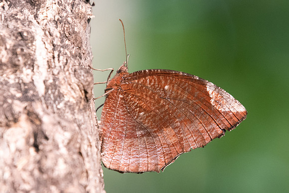 Elymnias hypermnestra tinctoria-8771 - Chiang Mai - 6/03/23