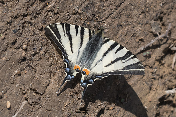 Iphiclides podalirius-0824