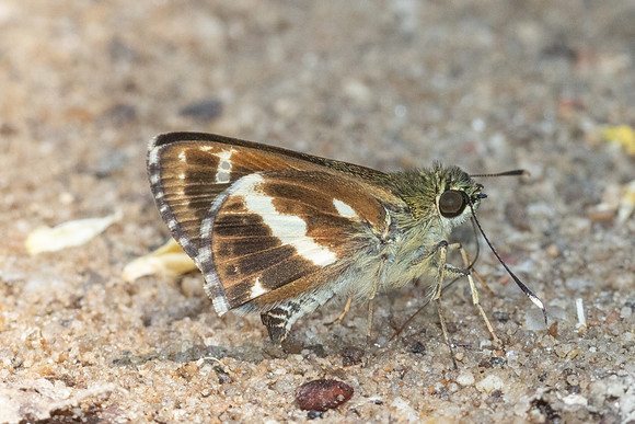 Sebastonyma pudens-6447