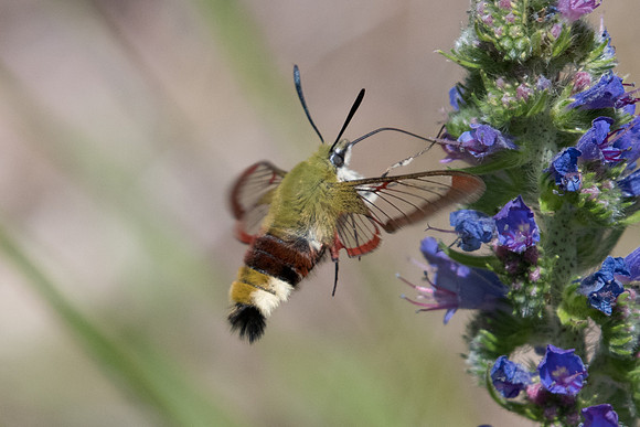 Hemaris fuciformis - Fontainebleau - 30/05/20