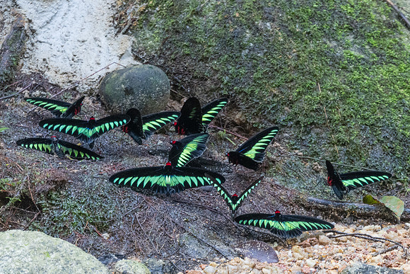Trogonoptera brookiana-0080