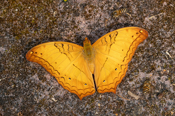 Vindula erota-4049
