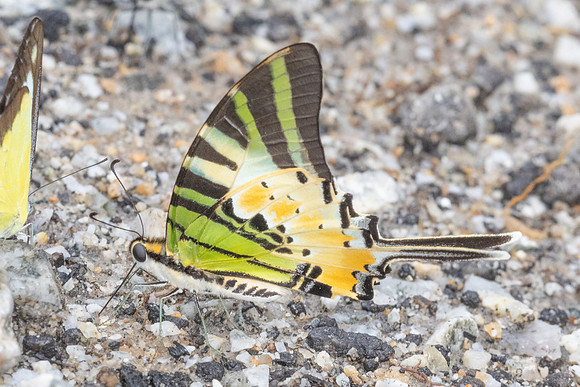 Graphium antiphates-8253