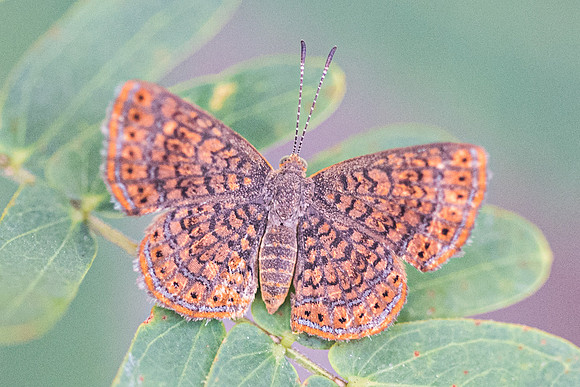 Calephelis sp.-6075
