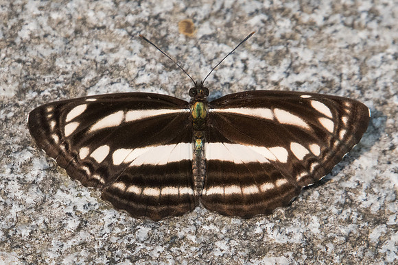 Neptis clinia susruta-4980 - Doi-Suthep 9/03/23