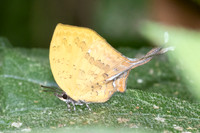 Yasoda tripunctata tripunctata -6344- Doi Suthep 1180m - 28/03/25