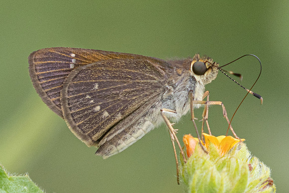 Eutocus matildae-3188