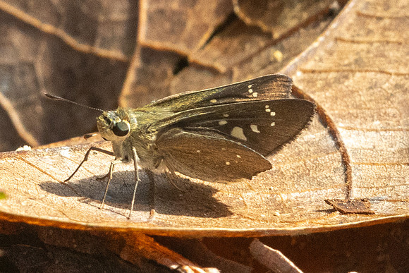 Pelopidas conjuncta-9539 - Gopeng, Malaisie, Sungai Geroh - 13/03/25