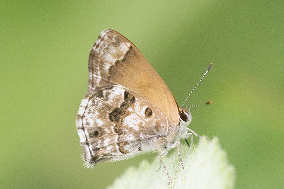 Strymon cestri-2647