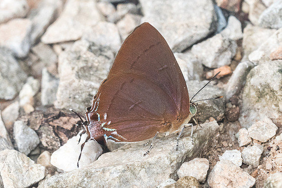 Remelana jangala-9062  - Chiang Dao - 14/11/23