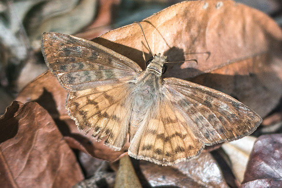 Timochares ruptifasciata-6359
