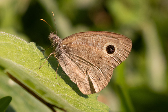 Ypthima dohertyi-3136