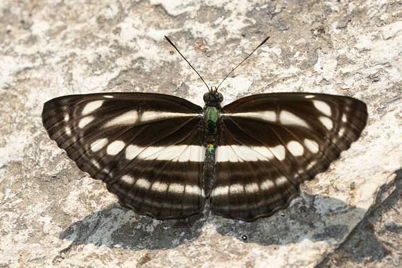 Neptis sp-3484 - Doi Inthanon - 23/03/25
