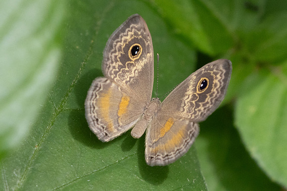 Perophthalma tullius-0024